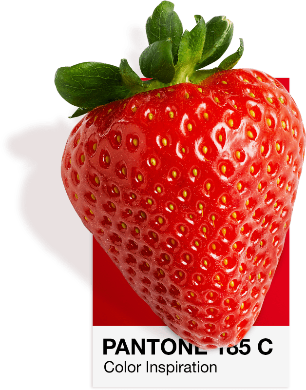 Truskawka na karcie koloru Pantone 185 C, czerwień Vatry